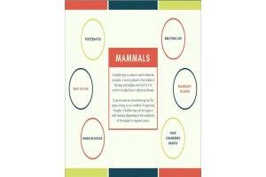 Mammals - Definition and Concept Map