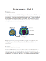 BIOL134 Week 9 Lab Assignment - Deuterostomia (Info)