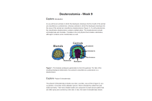 BIOL134 Week 9 Lab Assignment - Deuterostomia (Info)